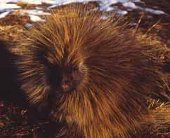 On the face the quills are about 1.2 cm long; on the back they may be up to 12.5 cm in length. There are no quills on the muzzle, legs, or underparts of the body.