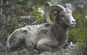 2.12 Bighorn Sheep (Ovis canadensis, Ovis dalli: ssp: dalli, stonei) Appearance and Size California and Rocky Mountain bighorns look similar, but the California subspecies is slightly darker in