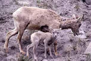 Bighorn Sheep have a rich brown coat with a contrasting ivory white rump patch, a white muzzle, and white trim on the back of all four legs. The brown coat fades to a drab grey-brown by late winter.