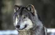 2.13 Wolf (Canis lupus: ssp: nubilus, occidentalis) Appearance and Size Wolves in British Columbia vary in colour.