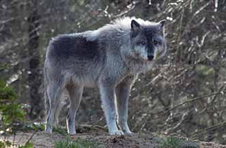 The wolves habit of hunting in packs has resulted in the development of complex patterns of social behaviour. Wolves differ from domestic dogs in their reproductive cycles.