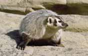 2.14 North American Badger (T axidea taxus) Appearance and Size Badgers are shaggy, stout, short-legged animals, with characteristic black and white facial markings and a short tail.