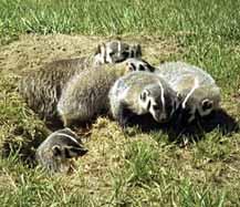 Their upper torso fur ranges in colour from silver grey to yellow-brown, interspersed with black and buff. The feet and lower legs of badgers are black. The markings of both sexes are similar.
