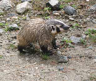 Mature badgers range in length from 65 to 90 centimetres, and in weight from 6 to 14 kilograms. Adult males (Photo: Tom Hall) are slightly larger and heavier than females.