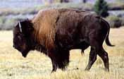2.15 Bison (Bison bison: ssp: athabascae, bison) Appearance and Size Bison are recognizable by their large size, massive forequarters, shoulder hump, large woolly bearded head, short black horns, and