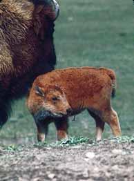 Wood bison (Bison bison athabascae) are slightly larger and darker than Plains Bison (Bison bison bison), with a more pronounced shoulder hump and shorter hair on the neck and forelegs.