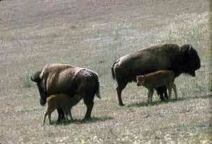 (Stock Photo) Life History In disease-free herds with low levels of predation, bison can have high reproduction rates.