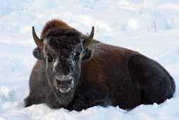 Abundance and Distribution For most of the year, bison congregate in herds of adult females, subadults and calves.