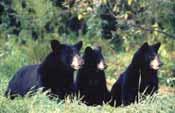 2.2 Black Bear (Ursus americanus: ssp: altifrontalis, carlottae, cinnamomum, kermodei, vancouveri) Appearance and Size Black bears have a bulky body, small black eyes, a broad head, rounded ears, a