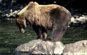 2.3 Grizzly Bear (Ursus arctos horribilis) Appearance and Size Grizzlies are large, heavy-bodied bears that can weigh up to 680 kg, with the average weight ranging from 270 kg to 360 kg.