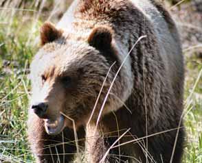 The long, outer guard hairs of the grizzly are often tipped with white, silver, or cream giving the bear the grizzled appearance its name denotes.