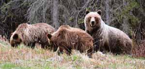 Coat colour is not a good characteristic for distinguishing between black bears and Grizzly Bears.