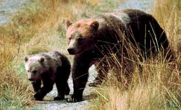 Grizzlies have a prominent shoulder hump, which is lacking in black bears, and a dish-shaped face instead of the straight facial profile of the black.