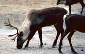 2.4 Woodland Caribou (Rangifer tarandus caribou) Appearance and Size Woodland Caribou are classified into three ecotypes: Mountain, Northern and Boreal.