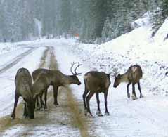 Abundance and Distribution Woodland Caribou occur east of the Coast Mountains, from the Yukon border south to the Itcha-Ilgachuz in the Western Chilcotin, eastwards to the foothills of the northern
