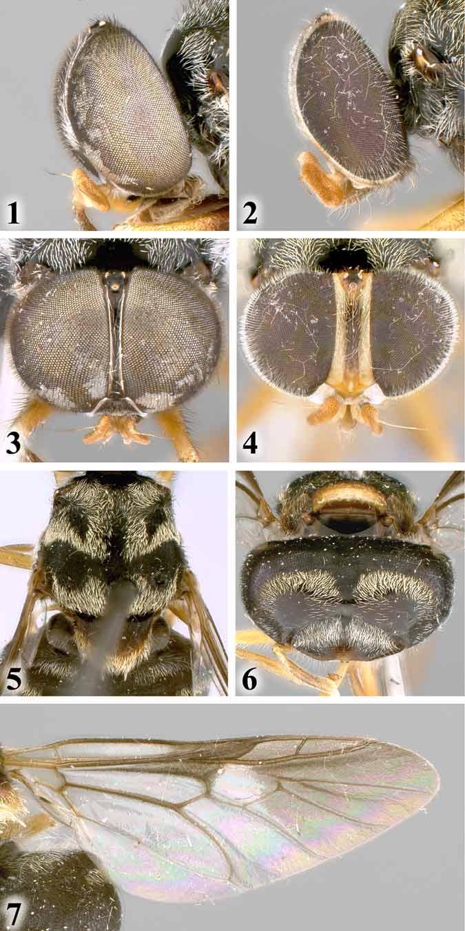 FIGURES 1 7. Kerteszmyia ecuadora, morphological features. 1, male head, lateral view. 2, female head, lateral view. 3, male head anterodorsal view.