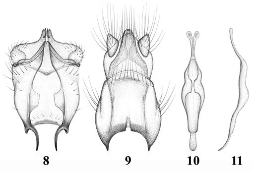 FIGURES 8 11. Kerteszmyia ecuadora, male terminalia. 8, genital capsule, dorsal view. 9, epandrium and post-genital segments, dorsal view. 10, phallic complex, dorsal view.