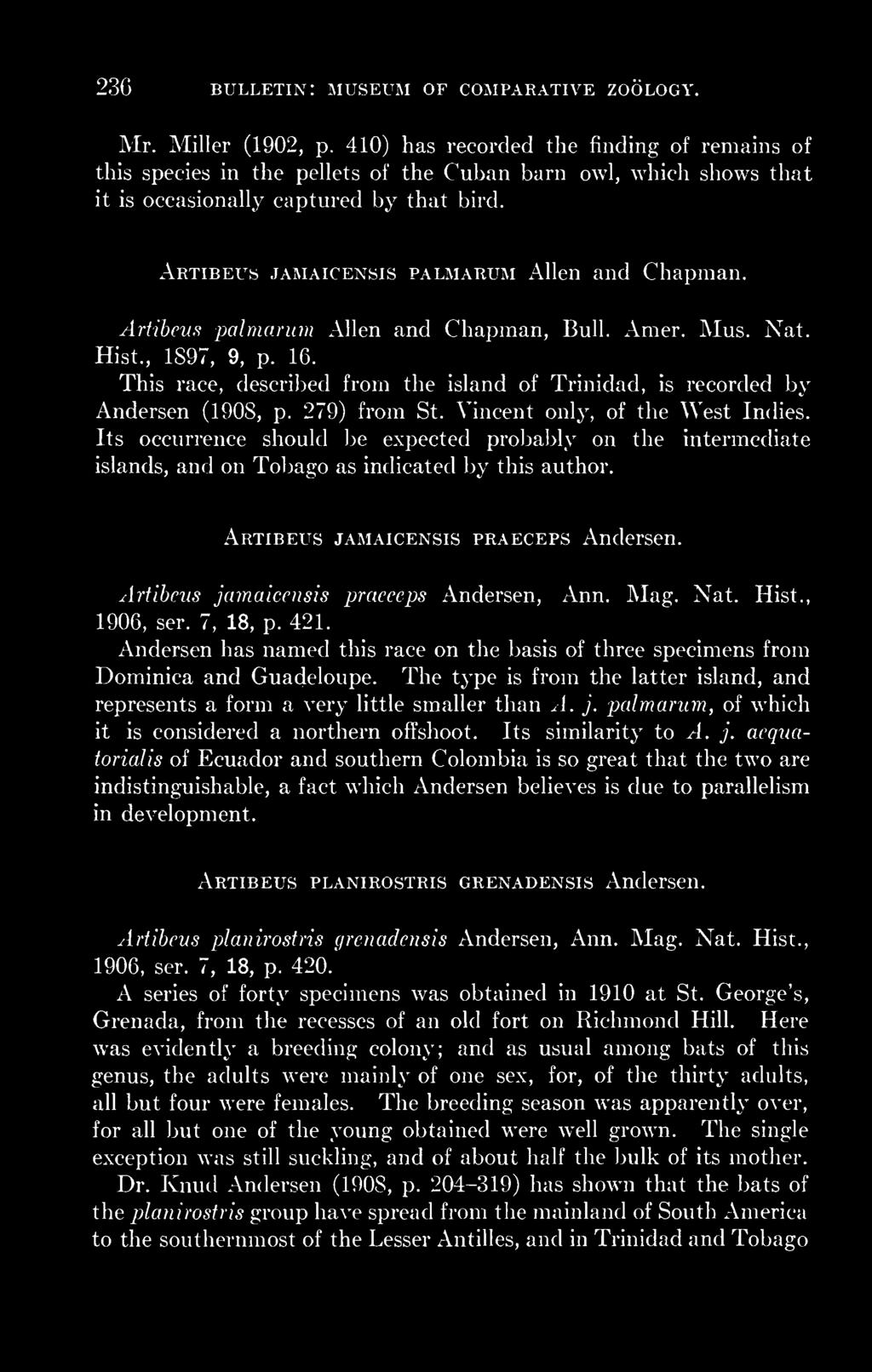 Artibeus jamaicensis palmarum Allen and Chapman. Artibeus palmarum Allen and Chapman, Bull. Amer. Mus. Nat. Hist., 1897, 9, p. 16.