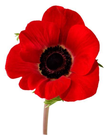 Poppies was written by Jane Weir at the request of Carol Ann Duffy, the Poet Laureate, to commemorate