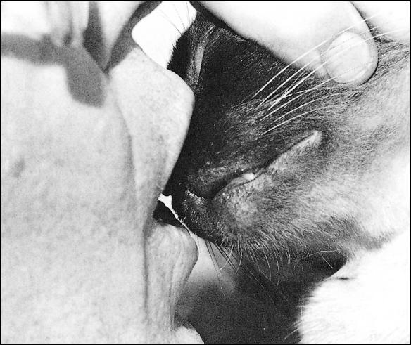 12 CAT OWNER S HOME VETERINARY HANDBOOK In this close view, you can see how leaving the mouth uncovered avoids the problem of overinflation.