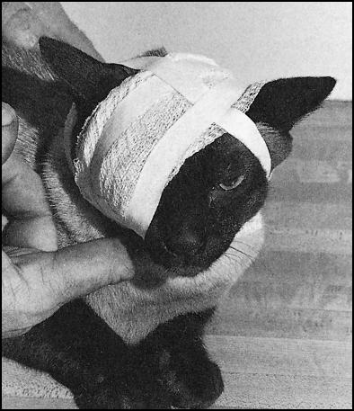 EMERGENCIES 55 To make an eye bandage, wrap a gauze roll around the eye. A pad may be placed beneath the gauze. Secure with tape. The ears should be free.