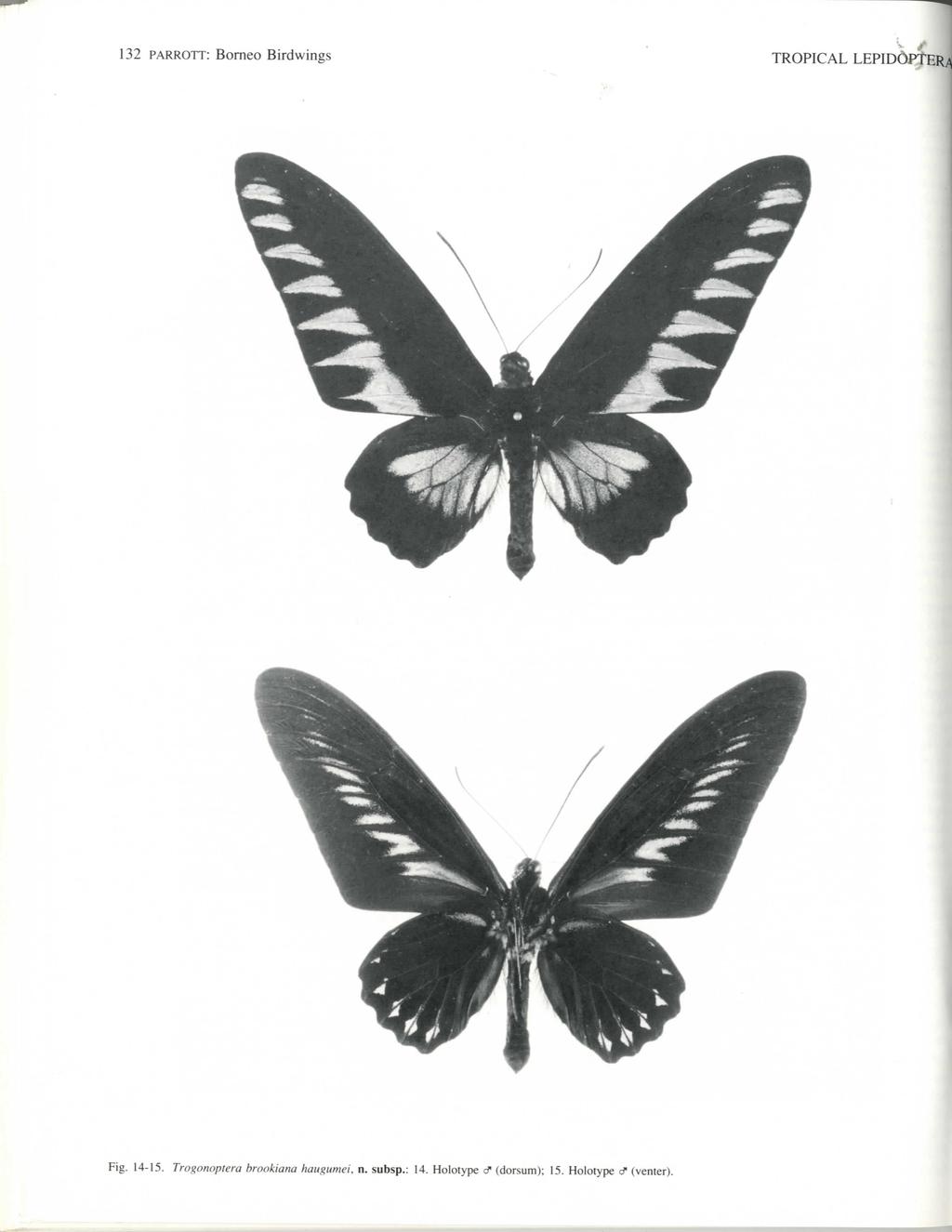 132 PARROTT: Borneo Birdwings TROPICAL LEPIDOPTER^ Fig. 14-15.