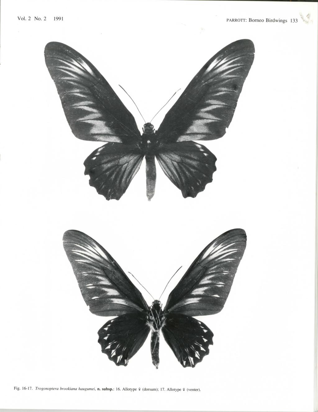 Vol. 2 No. 2 1991 PARROTT: Borneo Birdwings 133 Fig. 16-17.