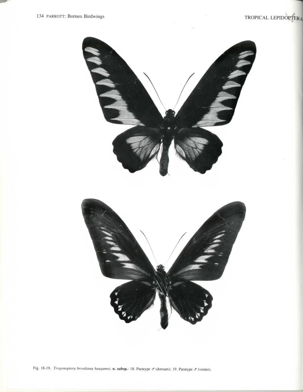 134 PARROTT: Borneo Birdwings TROPICAL LEPIDOPTERA Fig. 18-19.