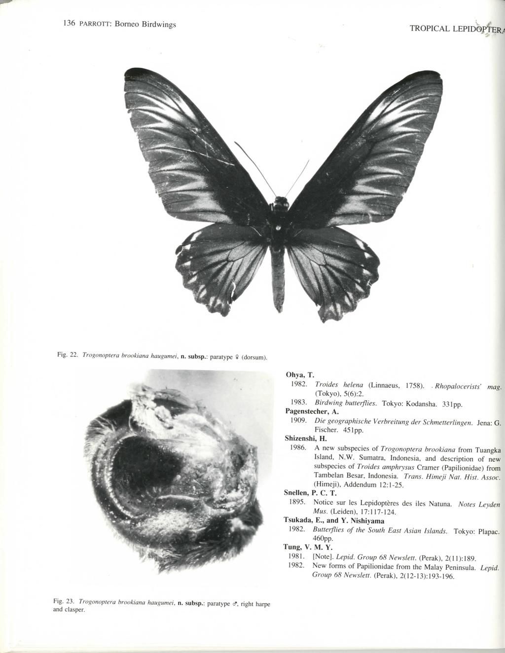 136 PARROTT: Borneo Birdwings TROPICAL LEPIDOPTER/ Fig. 22. Trogonoptera hrookiana haugumei, n. subsp.: paratype $ (dorsum). Ohya, T. 1982. Troides Helena (Linnaeus, 1758).