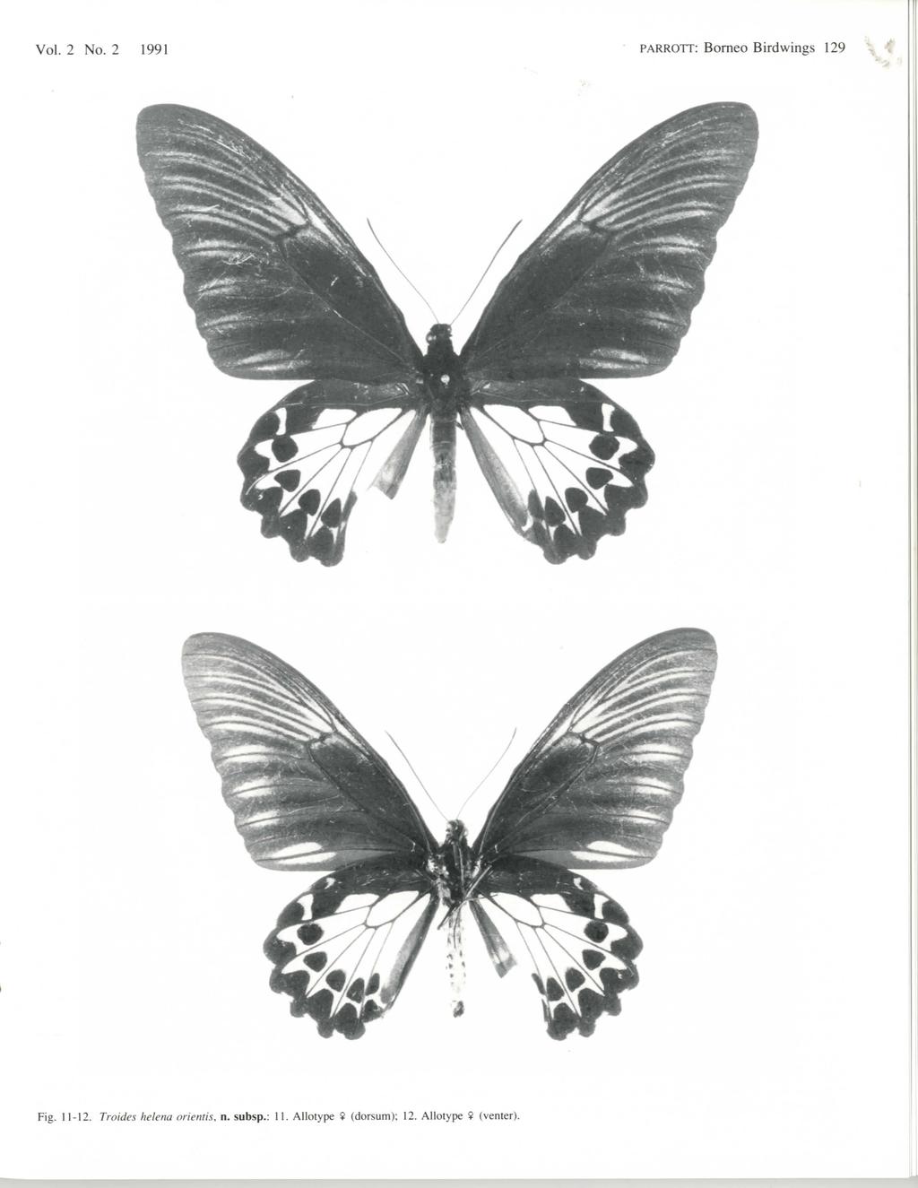 Vol. 2 No. 2 1991 PARROTT: Borneo Birdwings 129 Fig. 11-12.