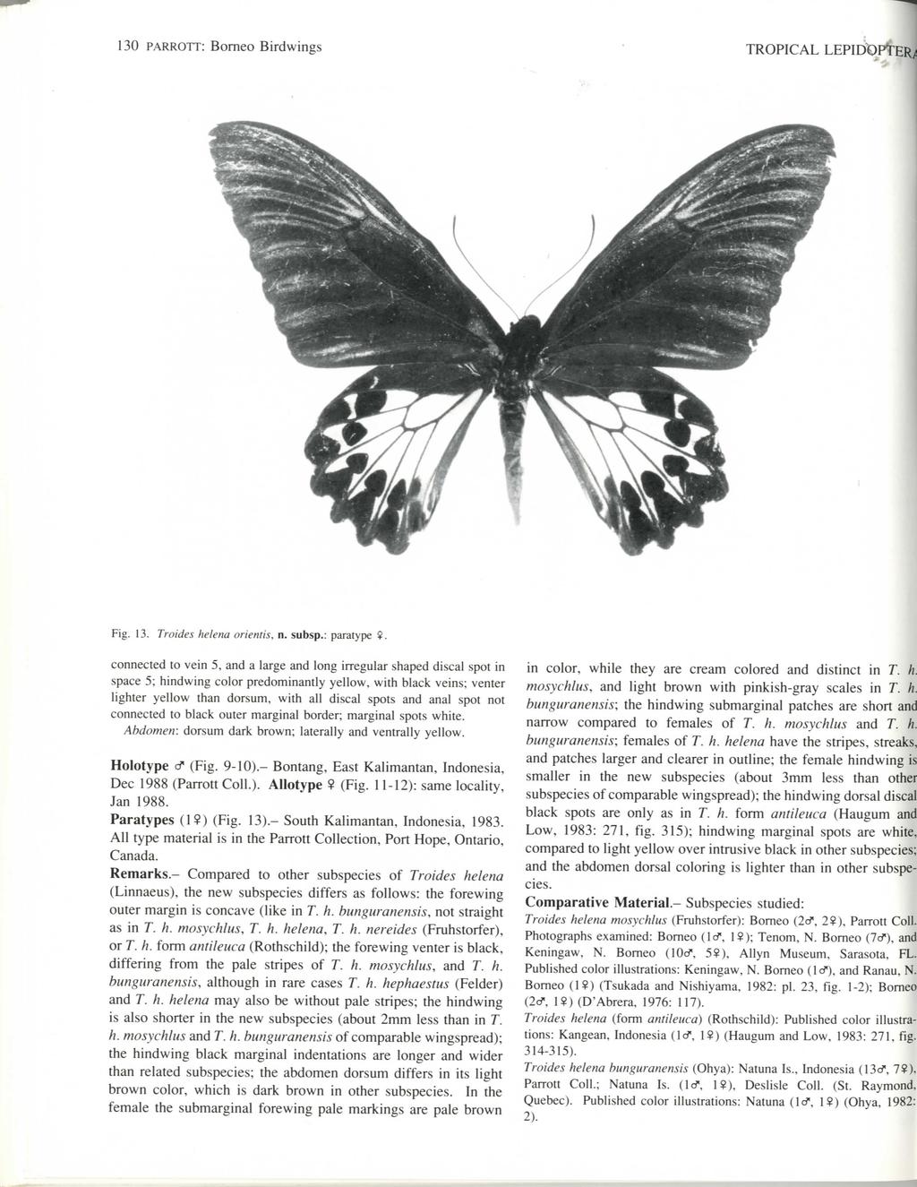 130 PARROTT: Borneo Birdwings TROPICAL LEPIDOPTER/ Fig. 13. Troides helena orientis, n. subsp.: paratype 9.