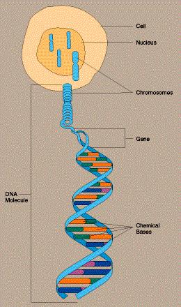 Chromosomes and DNA Chromosomes are DNA wrapped around proteins to form an X- shaped structure. The diagram will help you see the relationship. 1. Chromosomes are found in the nucleus 2.