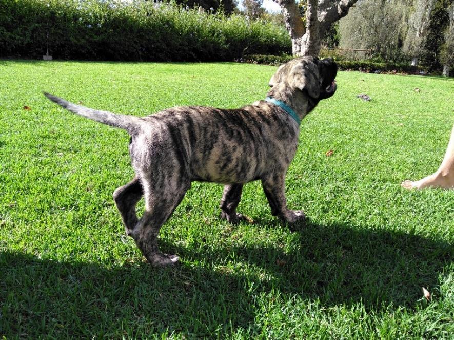 As is baby Akhi the handsome brindle baby The brindle colouring was the original colour