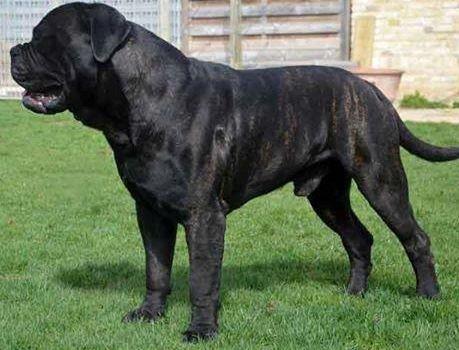 You decide The Breed Standard does not specify any ratio of back ground colour