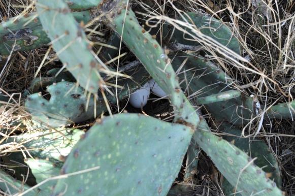 Dummy Nests Nesting success is of critical importance to the long-term viability of quail populations.