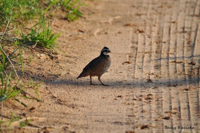 Page 5 of 12 Roadside Counts Teams conducted 3 roadside counts in September. Roadside counts are used as a measure of relative abundance for the quail population.