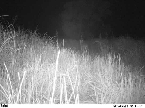 Habitat Evaluation Score Page 8 of 12 Figure 12. (Predator species) captured Figure 12. Coyote captured using game cameras. Figure 13. (Predator species ) captured Figure 13.