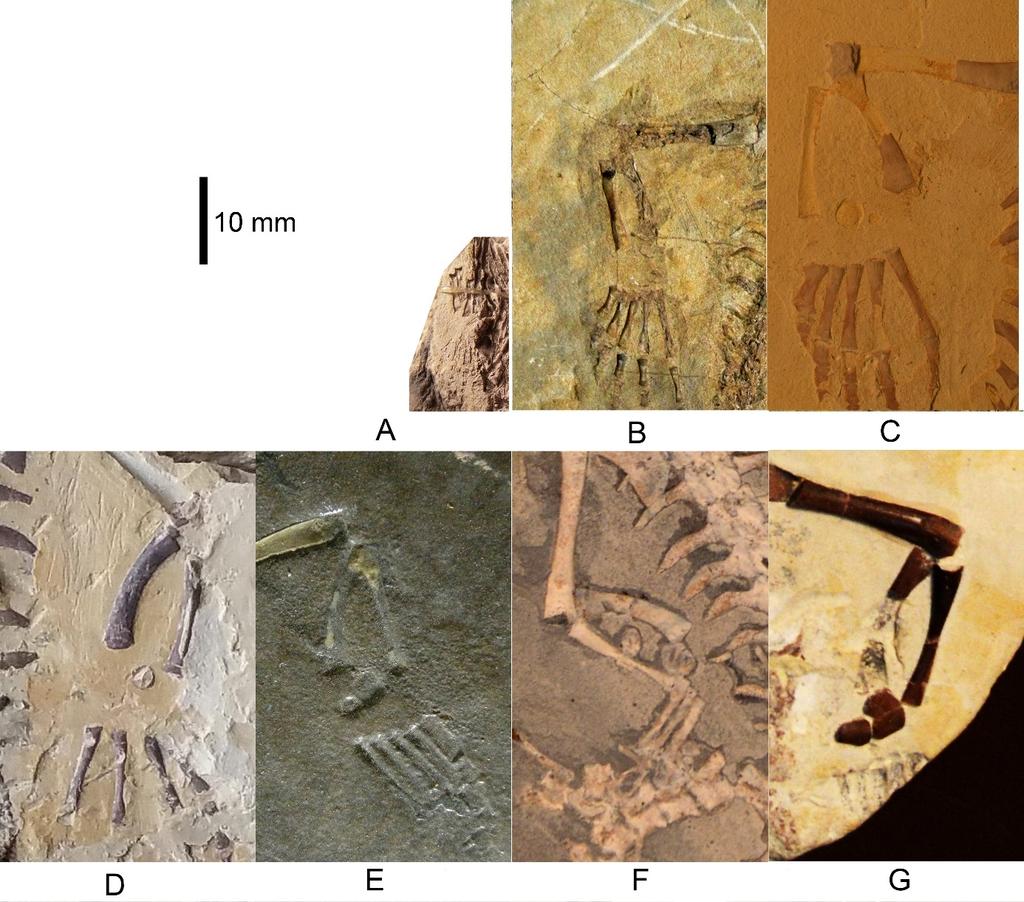 1219 1220 Figure 1. Mesosaurus tenuidens, ontogenetic transformation in the tarsus formation. Photographs 1221 of the selected specimens preserving epipodial, mesopodial and metapodial elements.