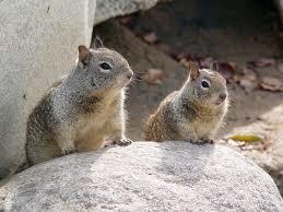 years California ground squirrels: 1 dose GonaCon