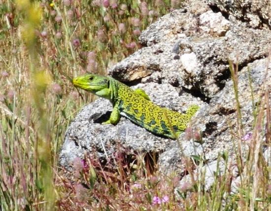 Results During visits in June of 2010, 2012, 2014 and 2015 a large number ( > 500) of ocellated lizards was observed on the northern slopes and
