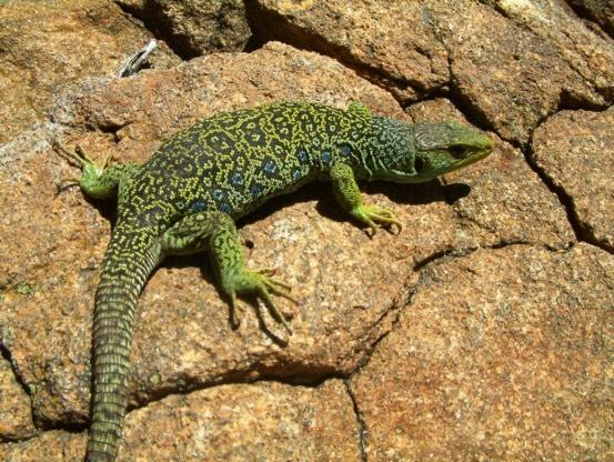 2006; MARTIN & LOPEZ 1996), the population density of ocellated lizards in the Sierra de Gredos appeared to be exceptionally high in suitable