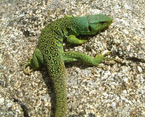 lepidus, the common species of ocellated lizard in central Spain, by several morphological features including body size, sexual size dimorphism and teeth size. T.