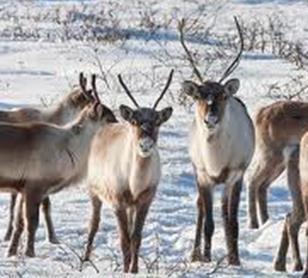 The caribou tends to dig in the snow to get its food, which is in the form of lichen