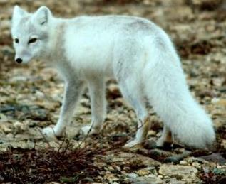 Once it digs up the soil, then the arctic fox comes and hunts some of the mammals that