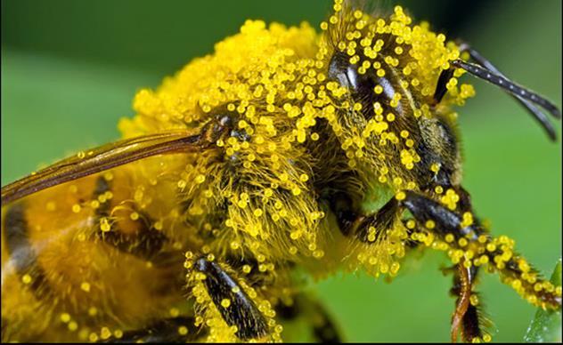 Example D Bees play an important role in the pollination of plants (which must occur for plant reproduction).