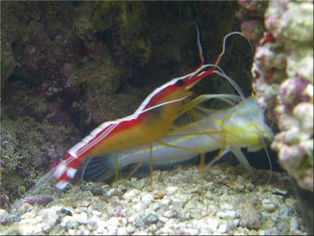 Example G Goby fish and shrimp happily live together. The shrimp digs and cleans up a burrow in the sand in which both the goby fish and shrimp live together.