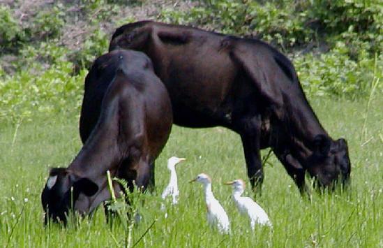 Cattle and Egret A small bird called an egret lives among cattle.