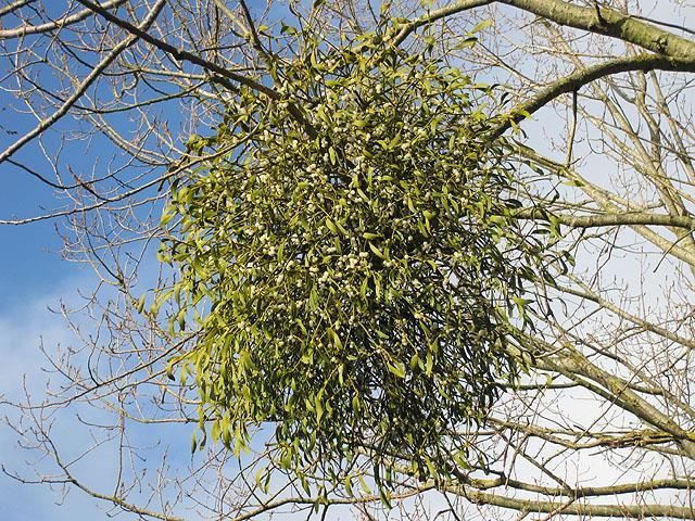 M istletoe and Tree Mistletoe has no roots of its own and lives off the tree