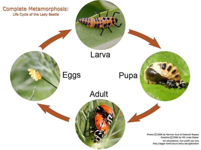 Insect structure and development Complete metamorphosis four developmental stages egg