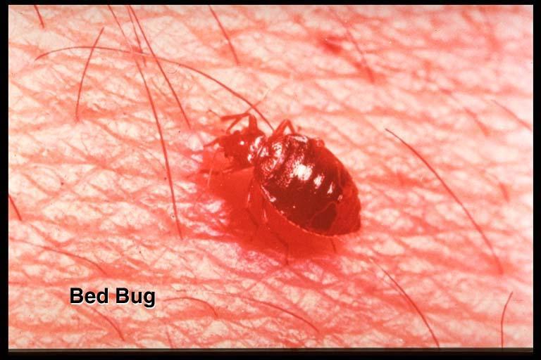 Bedbugs and kissing bugs Bedbugs bedsprings, mattresses, and cracks in